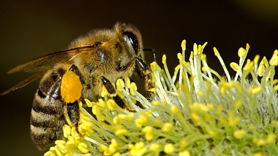 robotic bees, capitalism